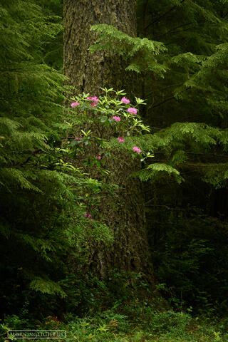 Hidden Garden