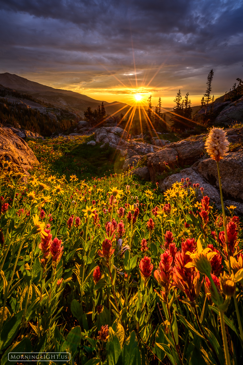 As the sun crests the horizon, the mountain flowers stand tall and turn towards it in awe and expectation. Aspen sunflowers...