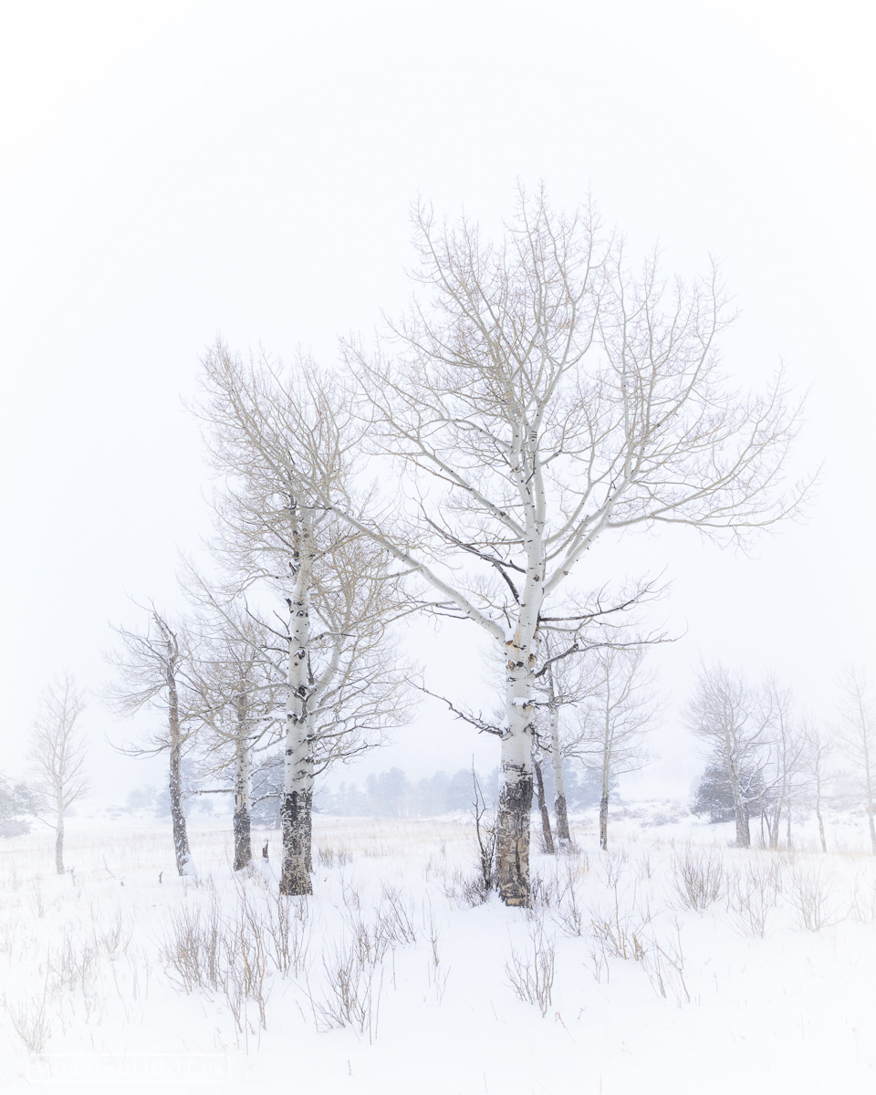 Aspen Silence Though the winds tend to howl through our cozy mountain hamlet during the winter months, a snowstorm often brings the gift of...