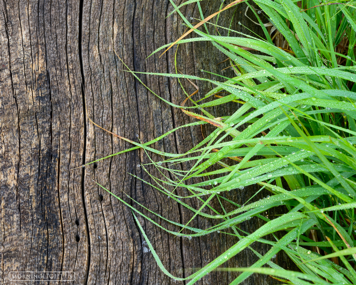 Grass and Log Our world is filled with contrasting textures, colors, and shapes. There is wonder all around us if only we will slow down and...