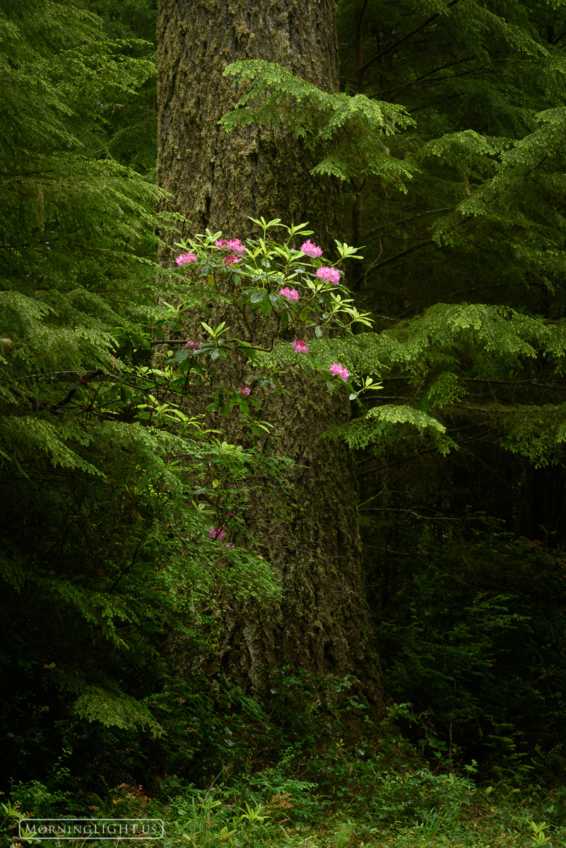 Hidden Garden In a world of lush green that stretches out in every direction the rhododendrons are an amazing sight to behold. These large...