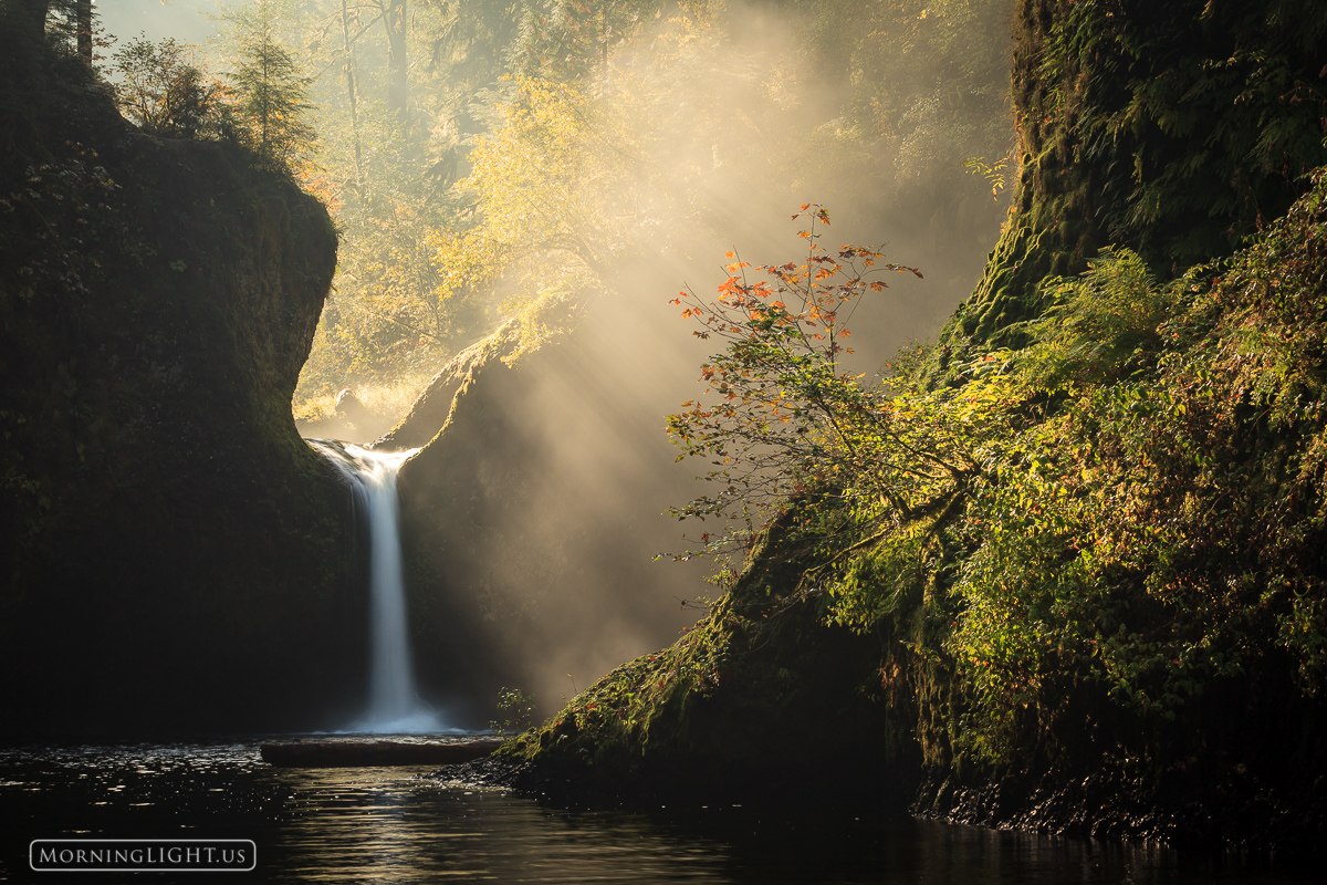2011, america, columbia river gorge, eagle creek, forest, green, october, oregon, pacific northwest, punch bowl falls, rainforest...