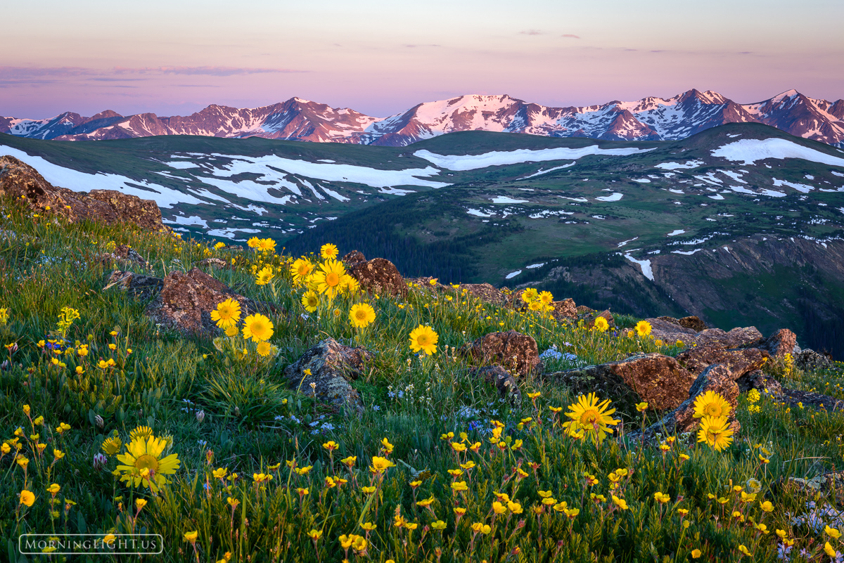 The tundra explodes with wildflowers in mid-summer in Rocky Mountain National Park as the Never Summer Mountains try to hold...
