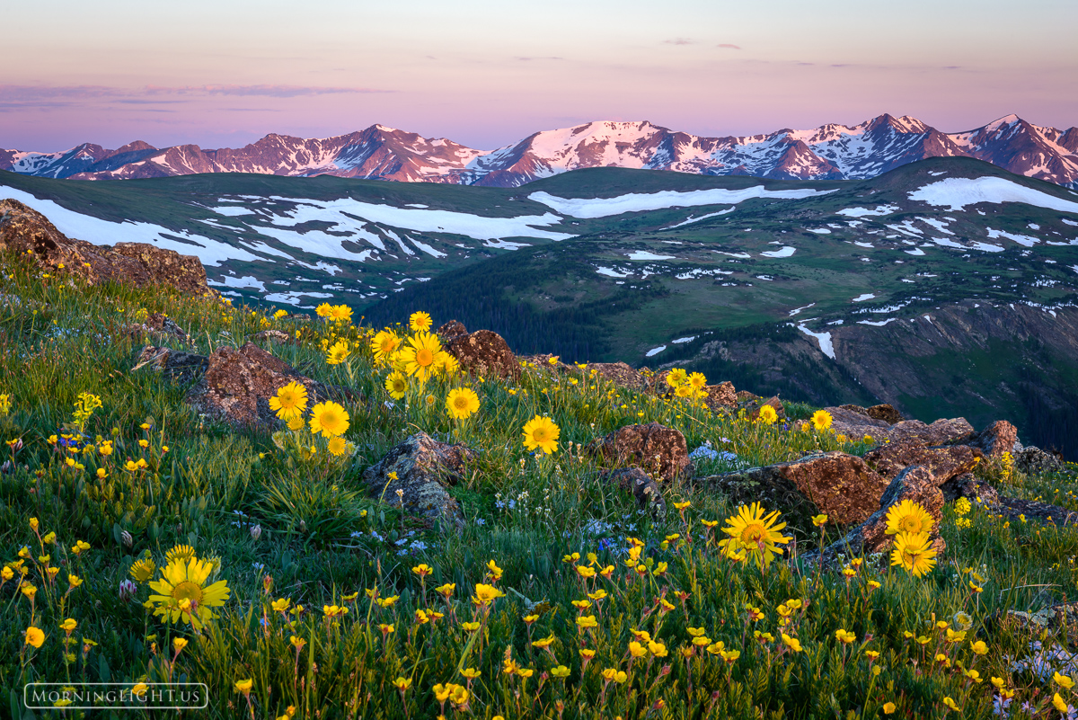 Mountain Symphony The tundra explodes with wildflowers in mid-summer in Rocky Mountain National Park as the Never Summer Mountains try to hold...